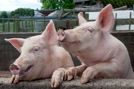 Two funny pigsの写真素材