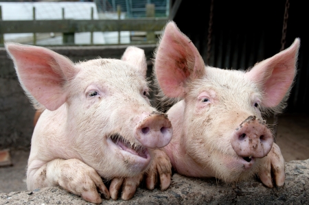 Funny pigs Funny pigs