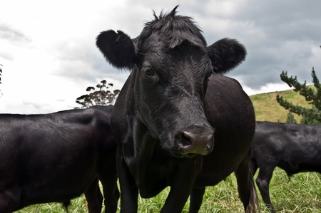 Black cow in a herdの写真素材