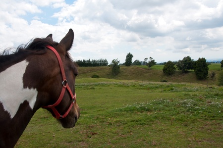 Horse looking out at view of farmの写真素材