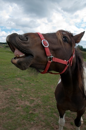 Horse sneezingの写真素材
