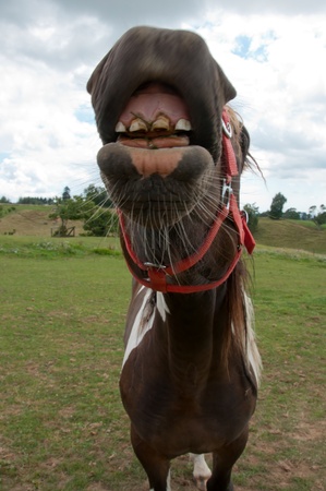Horse needing dentistryの写真素材