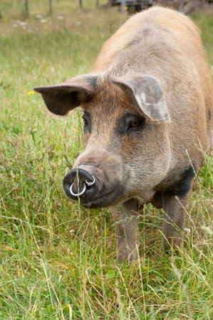 Pig walking forwardsの写真素材