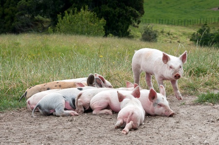 Free range piglets resting and sleeping in paddockの写真素材