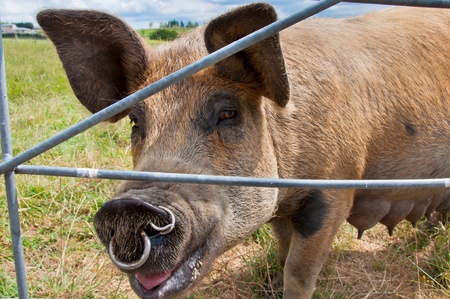 Pig at gateの写真素材