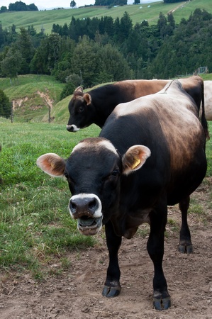 Bull cow with mouth openの写真素材