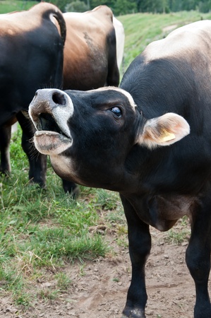 Bull cow bellowingの写真素材