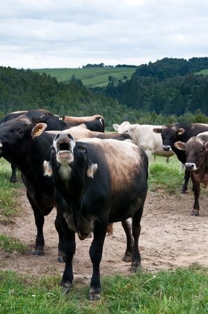 Jersey bull calling to othersの写真素材