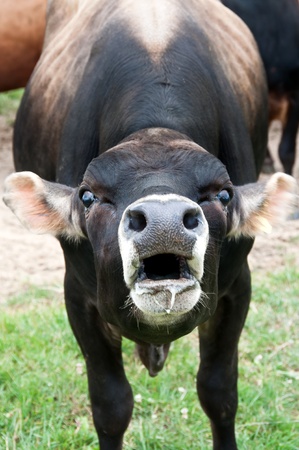 Jersey bull with mouth openの写真素材