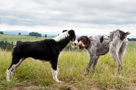 Dog confontationの写真素材