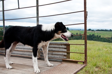 Farm dog on back of truckの写真素材