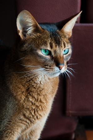 Abyssinian Cat with green eyesの写真素材