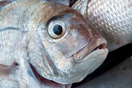Snapper fishの写真素材