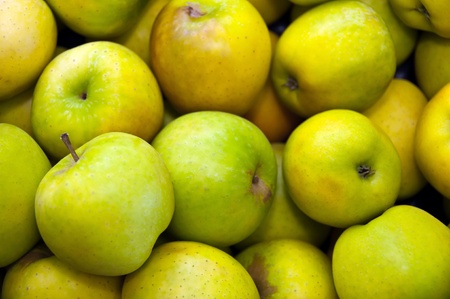 Golden apples organically grownの写真素材