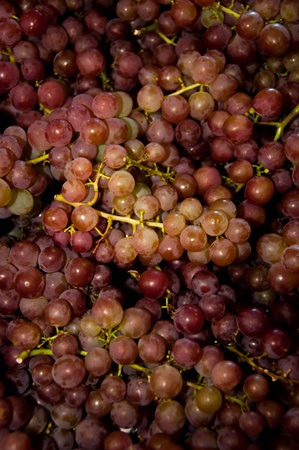 Red grape bunchesの写真素材