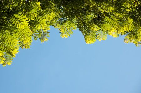 Leaves against the sky with room for text