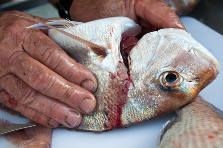 Fisherman removing gills from a snapper fishの写真素材