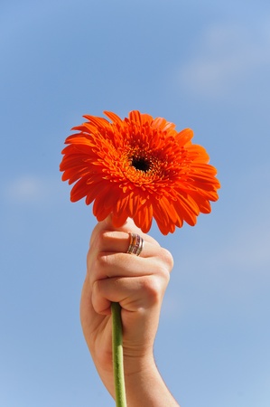 Hand holding a gerdera flowerの写真素材