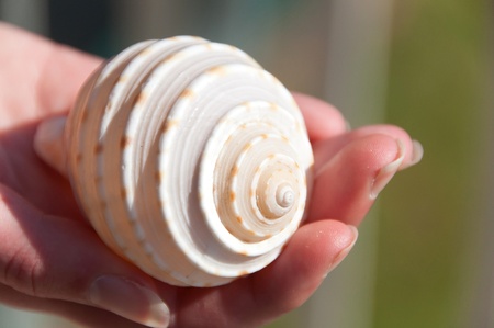 Holding a shellの写真素材