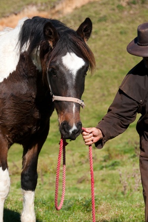 Working with young farm horse to break in and trainの写真素材