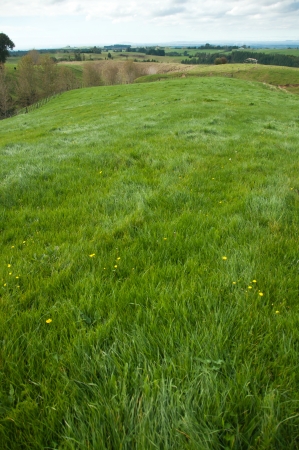 Pasture in paddockの写真素材