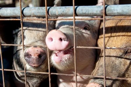 Pigs behind a gateの写真素材