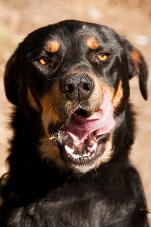 Farm dog licking lips after eatingの写真素材