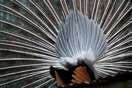 Peacock feathers fanned outの写真素材