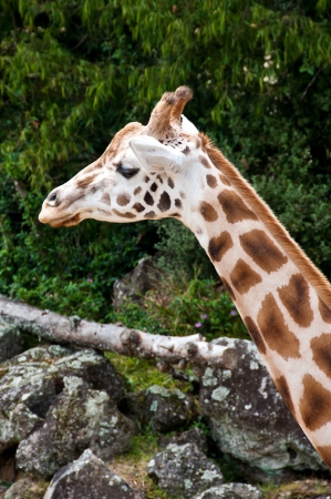 Giraffeの写真素材