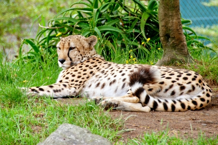 Cheetah restingの写真素材