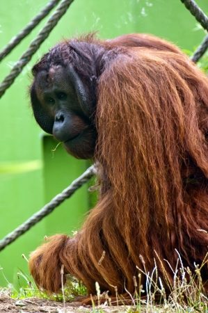 Orangutan の写真素材