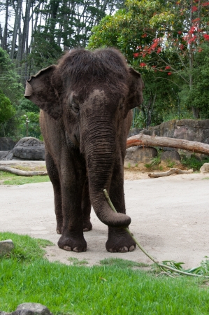 Elephant eating bambooの写真素材
