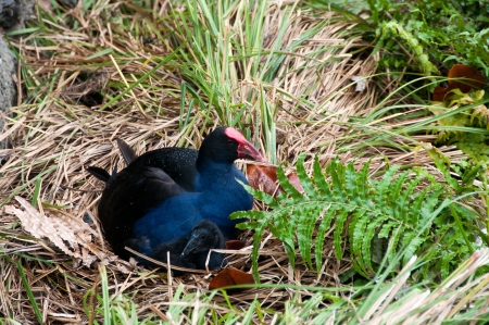 Swamp hen or New Zealand Pukeko and chickの写真素材