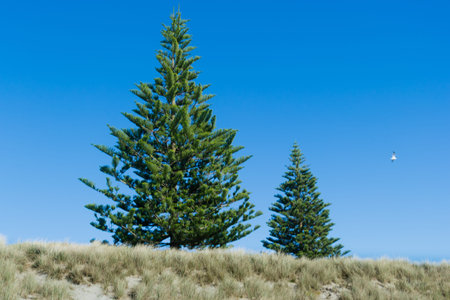 Norfolk pines at the beach