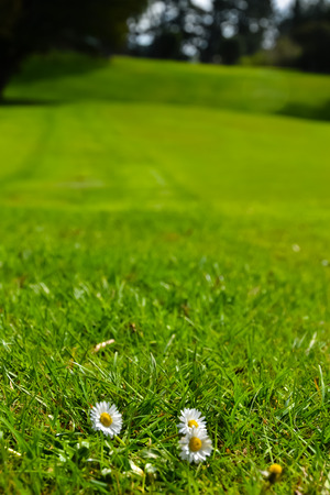 New Zealand Golf Course green grassの写真素材