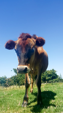 Jersey heifer cow in a paddockの写真素材