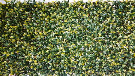 Background of ivy wall for use as backdrop for graphic artistsの写真素材