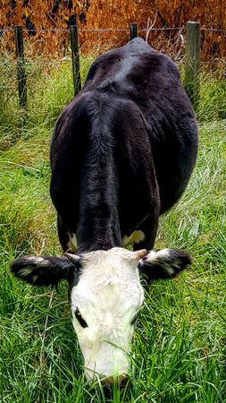 Cattle in paddock eating grassの写真素材