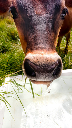 Young cow drinking fresh water from troughの写真素材