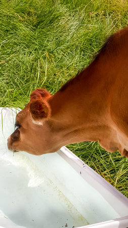 Young cow drinking fresh water from troughの写真素材