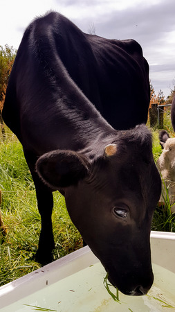 Young cow drinking fresh water from troughの写真素材