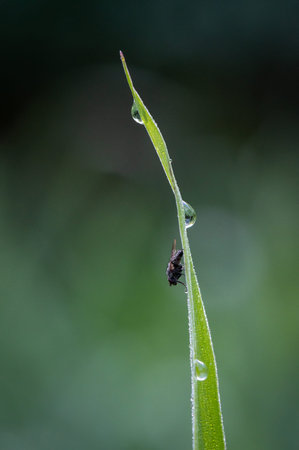 fly sitting in morning dew on green blade of grass in morning dew glitter with blurred green...