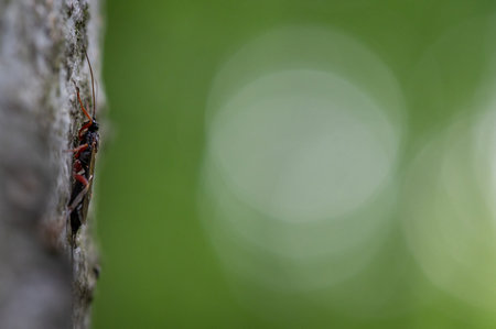 small tiny hymenopterous insect the saber wasp sitting on hornbeam trunk with blurred green...