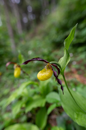 rare lady slippery orchid flower captured in close-up of the flower in the forest in the Czech Republicの写真素材