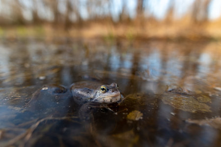 gray moor frog Rana arvalis captured on a wide angle lens along with the surface of the pond and trees in the backgroundの写真素材