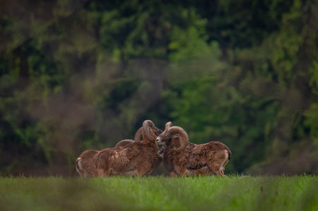 Two adult male mouflon with curled horns standing in the middle of a meadow with a green background in the Czech Republicの写真素材