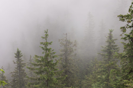 and spruce trees shrouded in fog in the Piatra Craiului mountains of Romania
