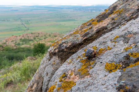 red cicada romanian national park mountains munti macin above danube rocks and green meadows