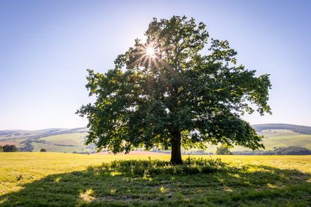 An old green oak tree in the middle of a meadow with a shining sun in the White Carpathians in the Czech Republicの写真素材