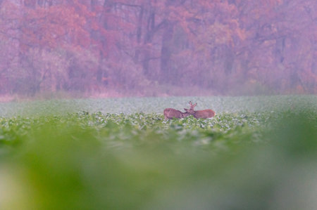 two roe deers in a field with an autumn forest in the background in the fog in the Czech Republicの写真素材